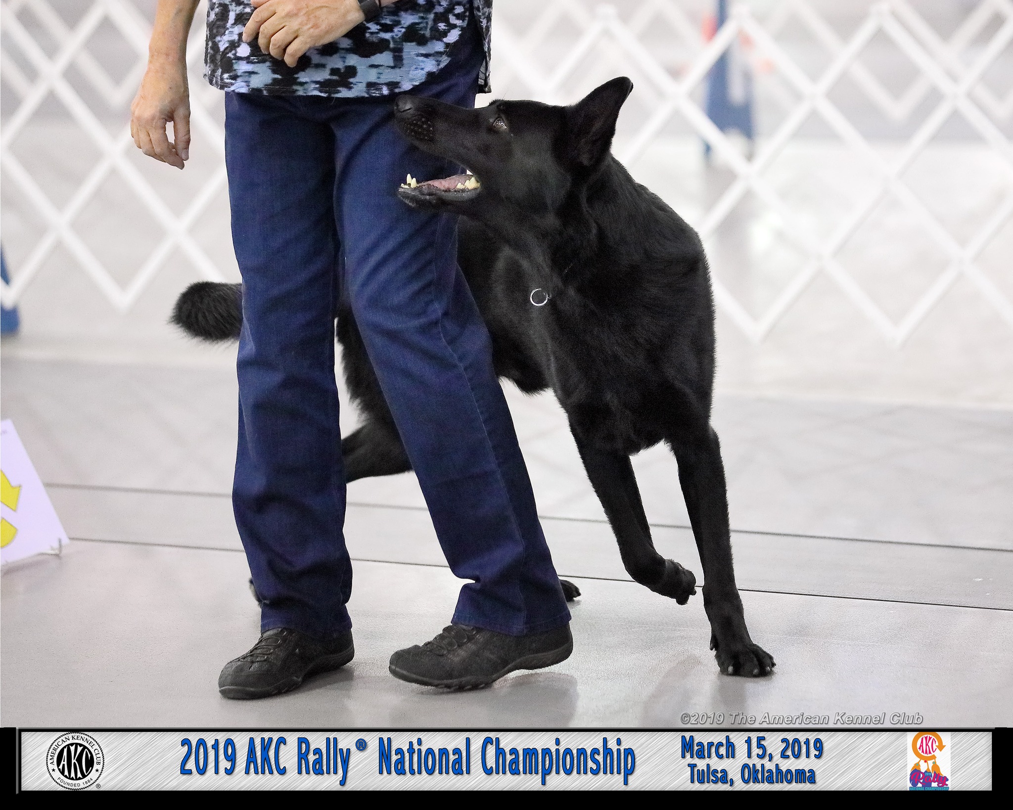 AKC Rally Handling Seminar