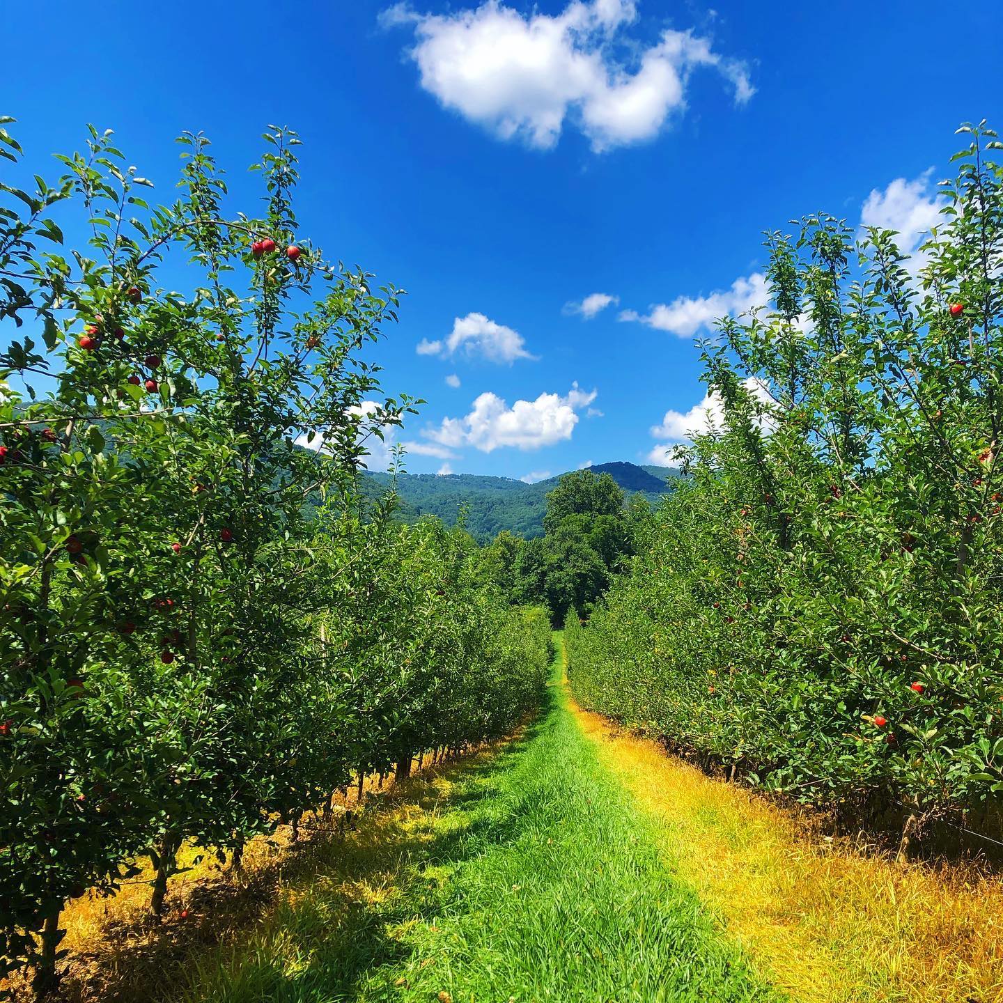 It is with great... - Blue Ridge Apple Growers Association | Facebook