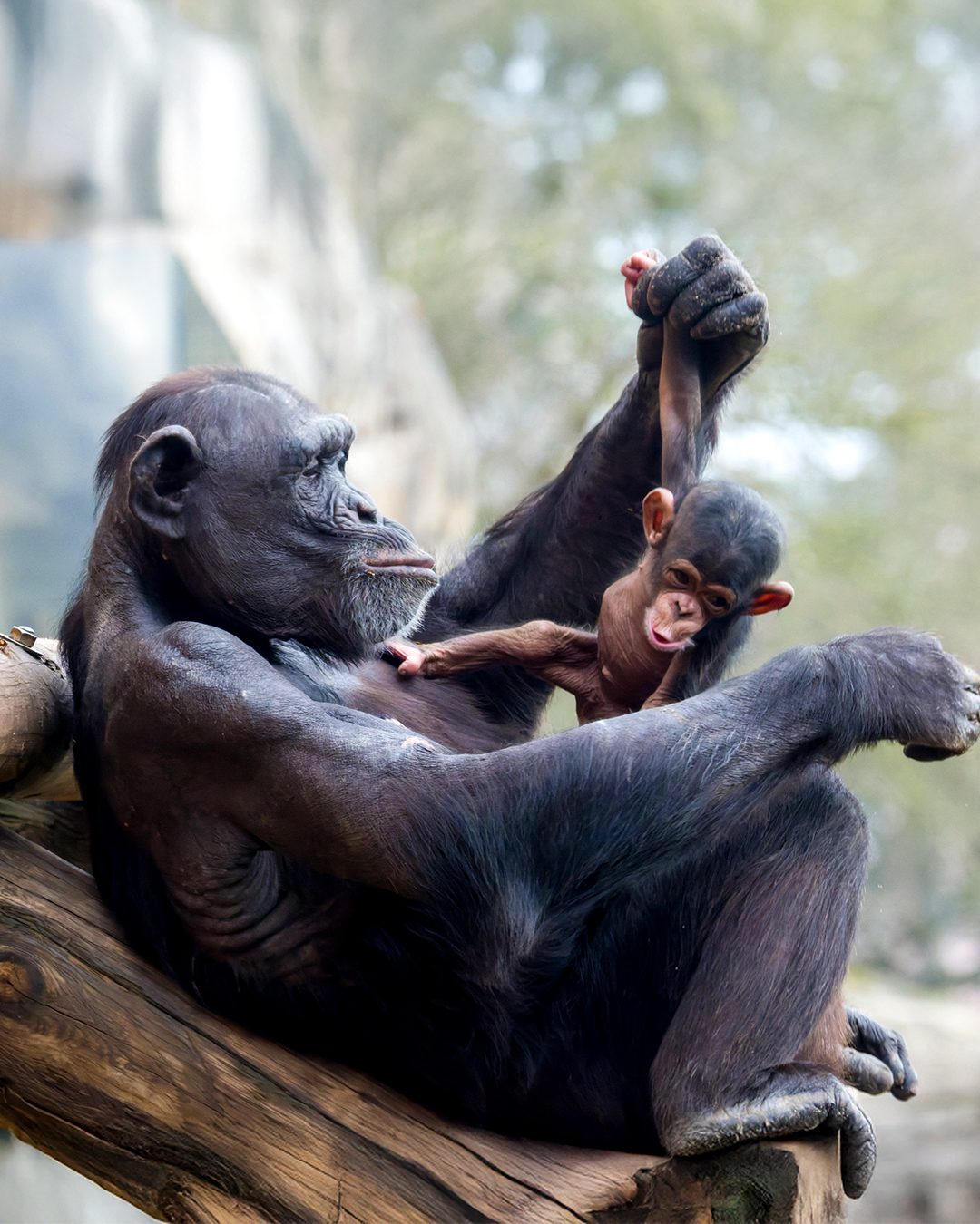 Jardim - 🔍 De A a Zoo - Siamango ⠀⠀⠀⠀⠀⠀⠀⠀⠀⠀ É a maior e mais robusta ...
