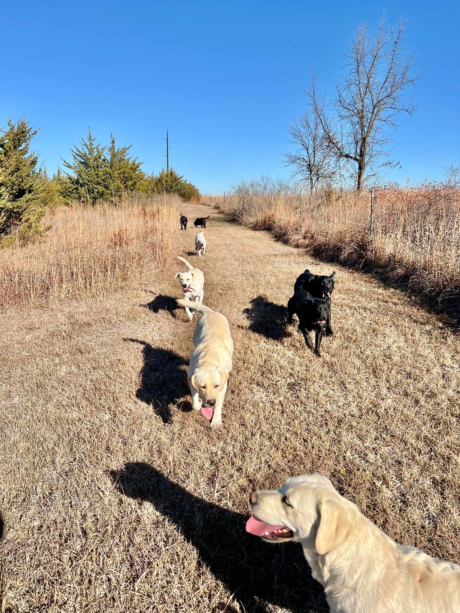 True Labradors