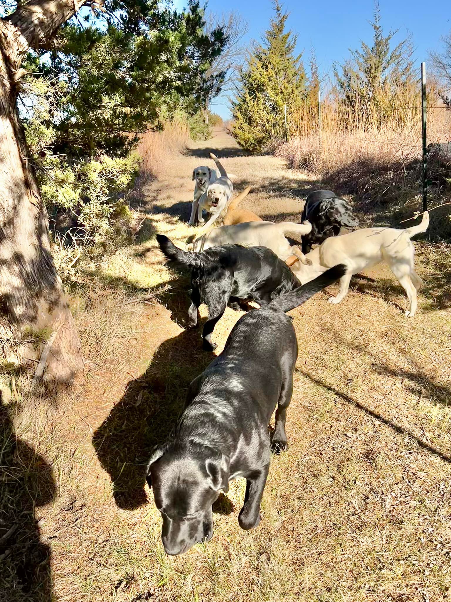 True Labradors