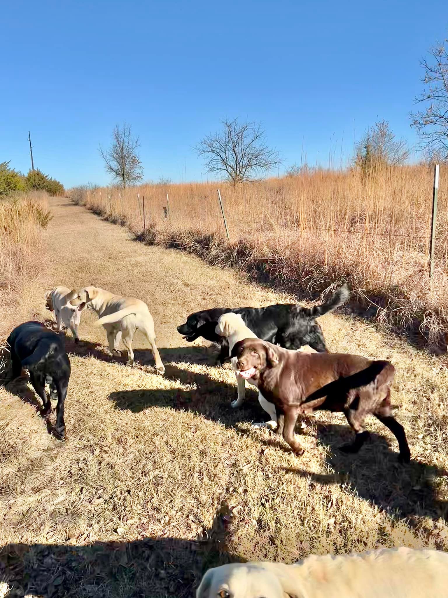 True Labradors