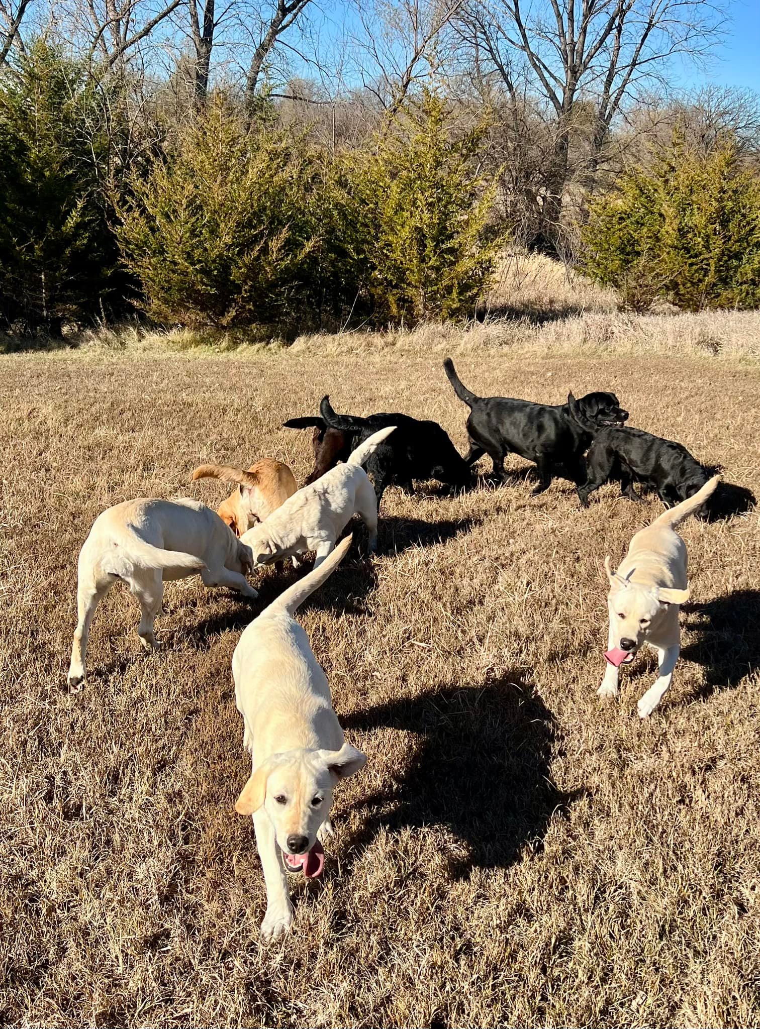 True Labradors