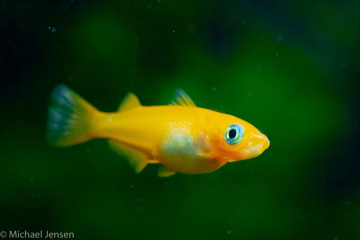 Japanese rice fish (Oryzias... - Michael Jensen's Aquarium | Facebook