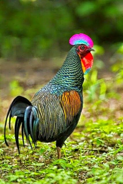 MANOS DE TIERRA - Se trata del Gallo de Java (Gallus... | Facebook