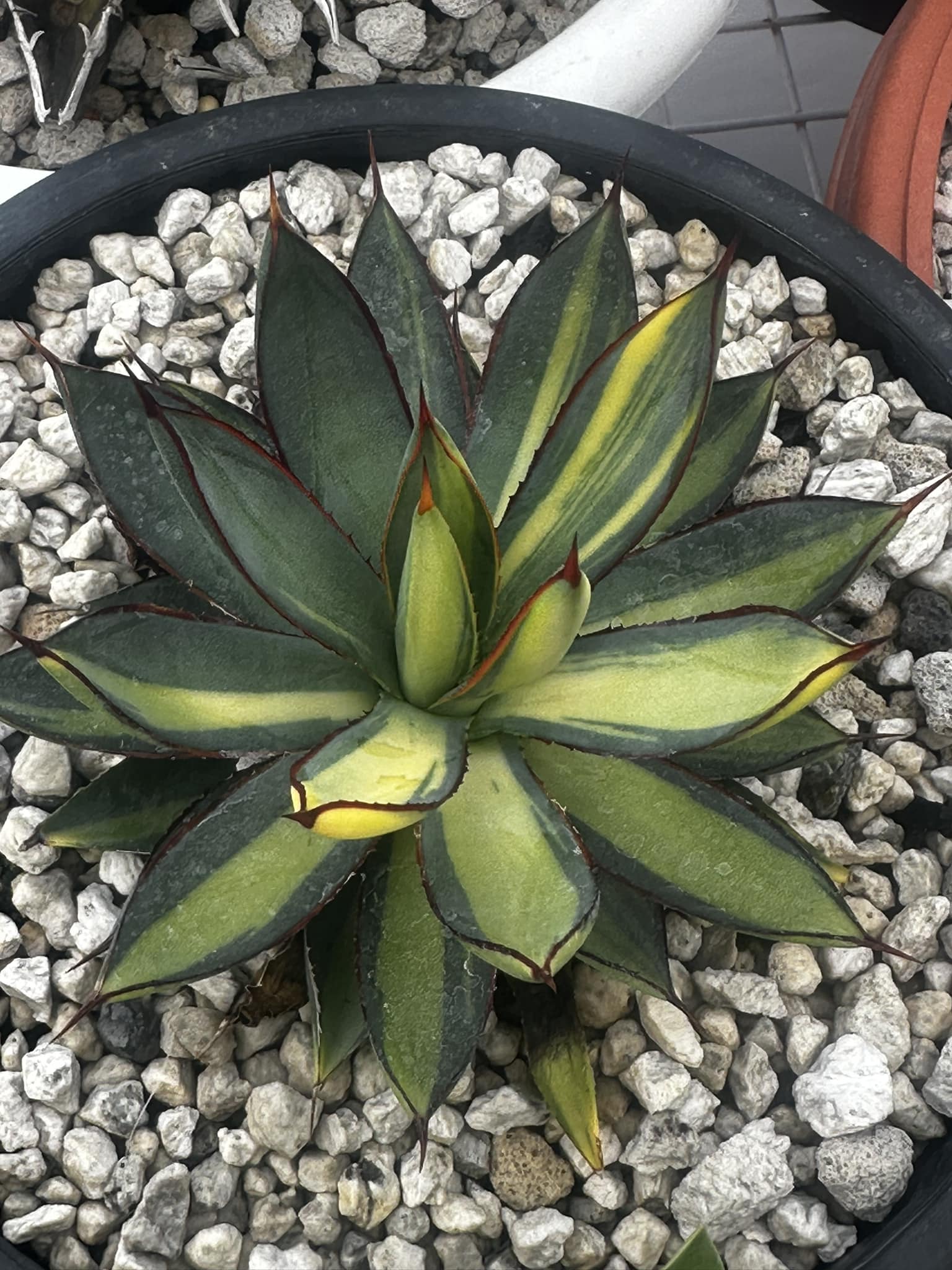 Agave 'Burnt Burgundy' variegated