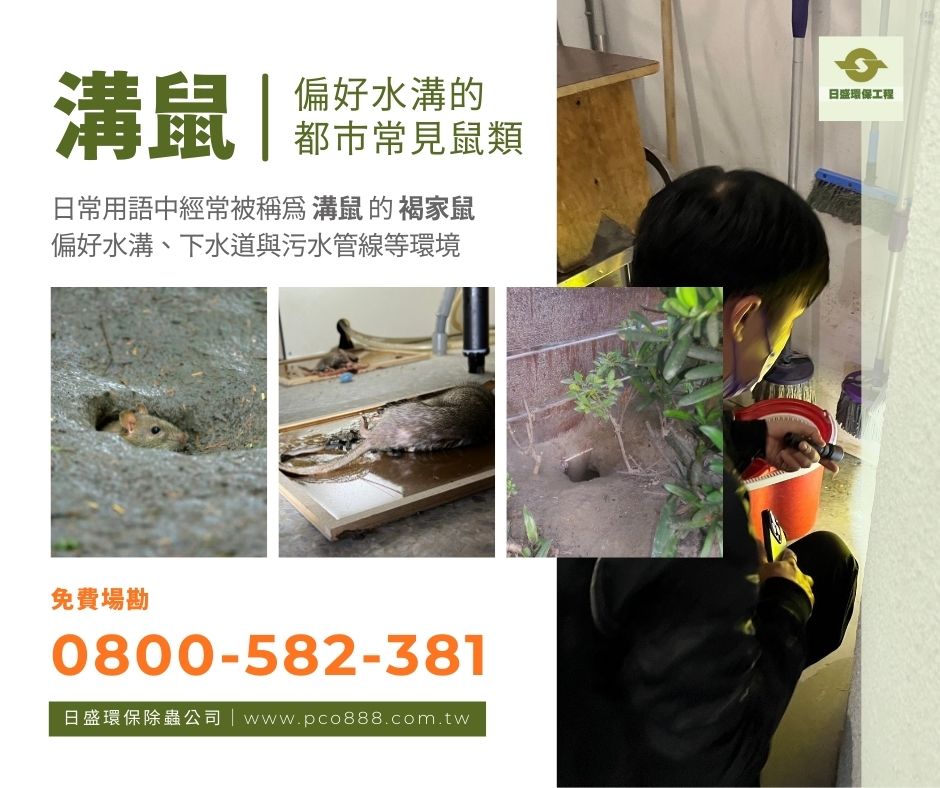 水溝裡的老鼠是什麼種類？ 來說說日常用語中經常被稱為 #溝鼠 的褐家鼠 ... - 日盛環保除蟲・病媒害蟲防治.消毒滅菌 | Facebook