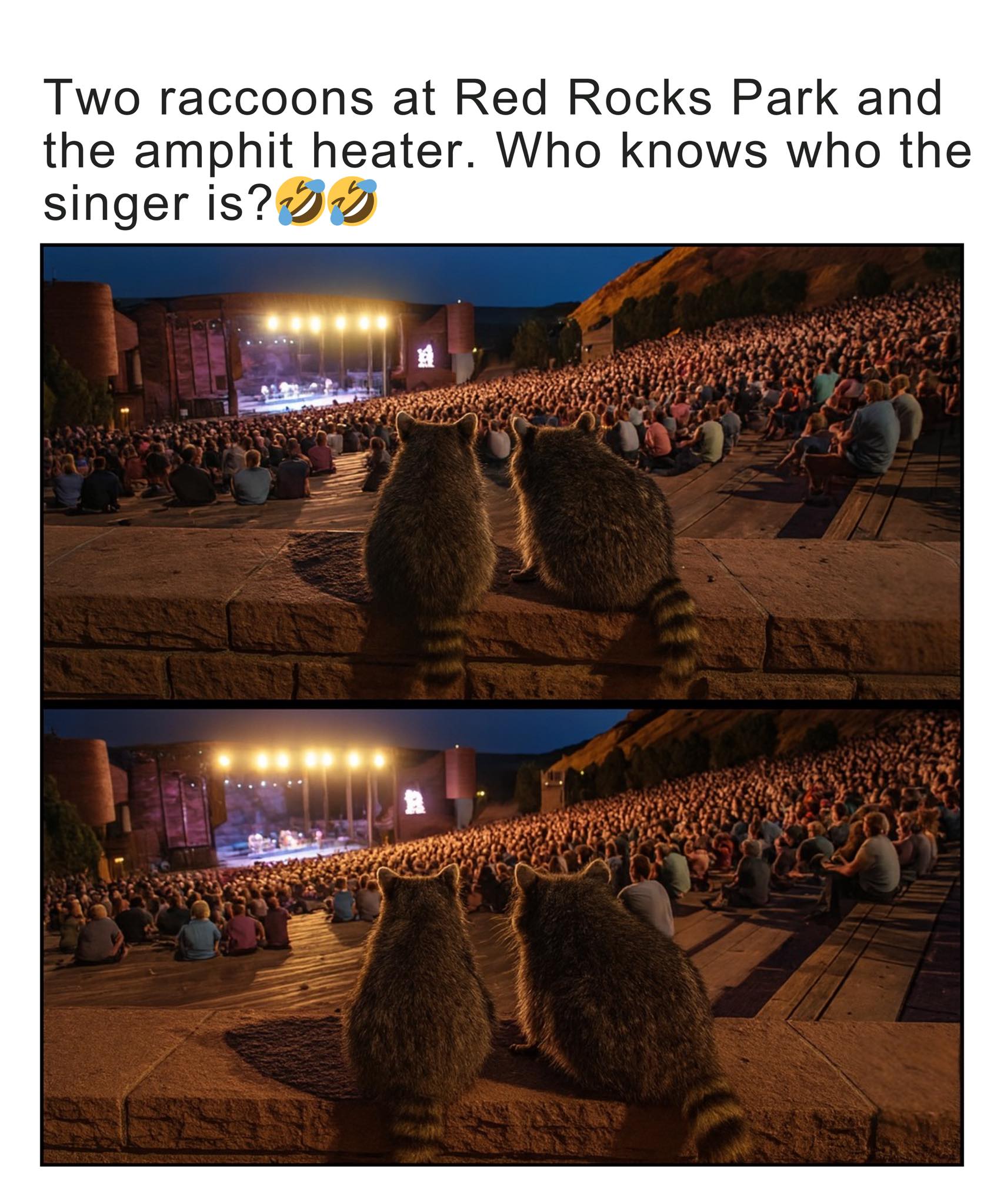 Raccoon - Two Raccoons Snuck Into a Concert And Stayed for the Encore 🎶 ...