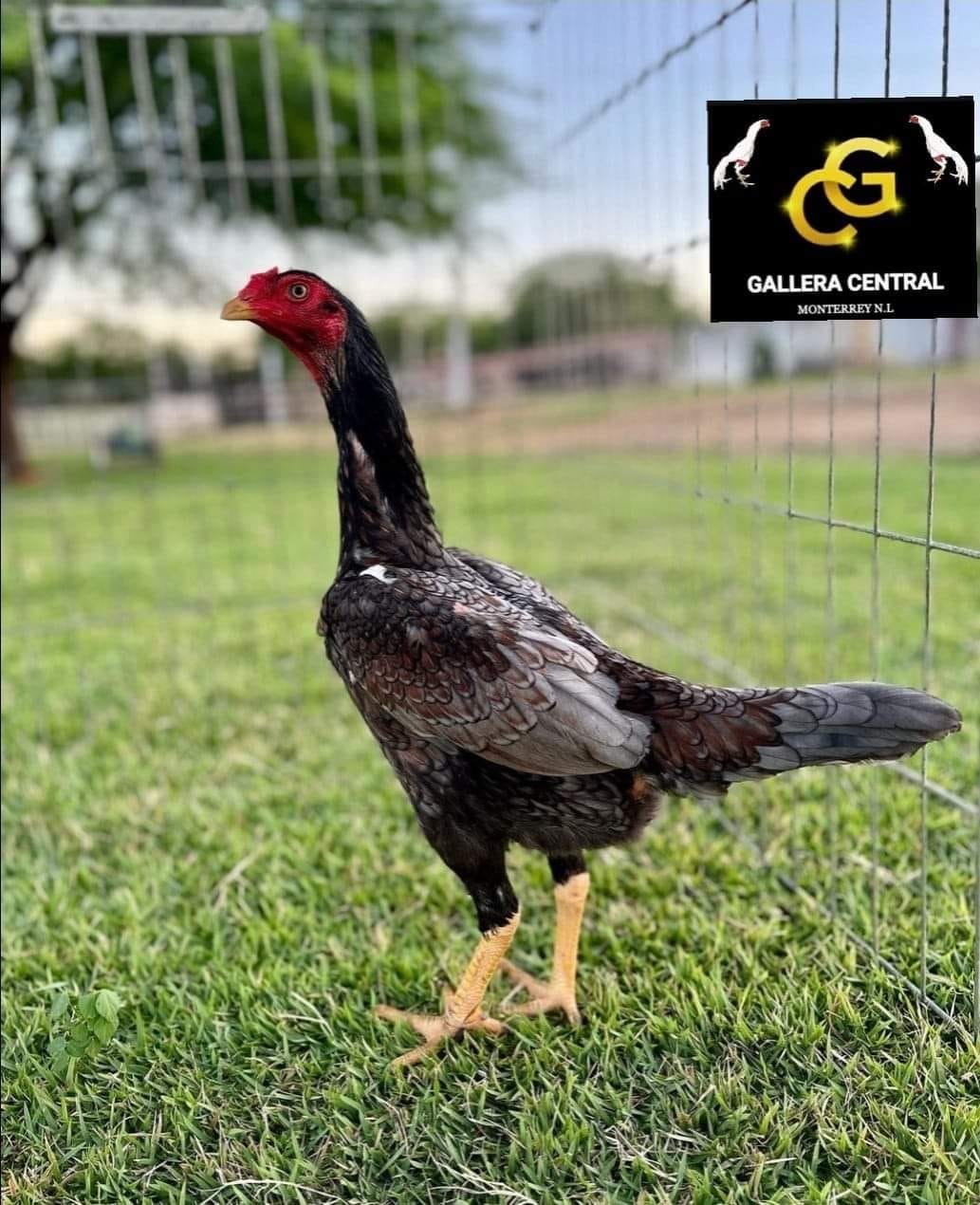 Gallera Central
