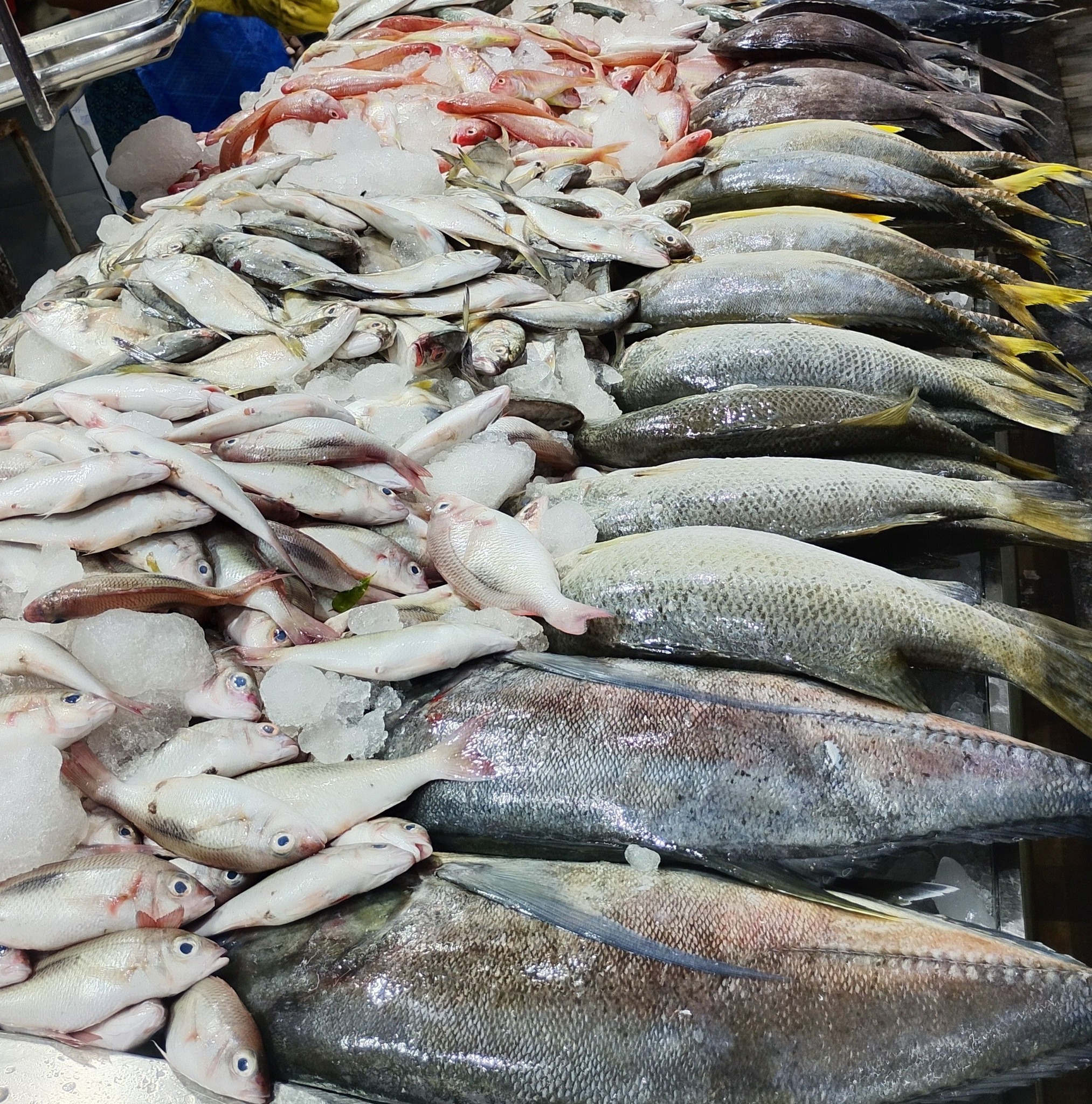 Fresh Fish 🐟 #fypシ #fypシ゚viralシ #viralreelsシ #foryoupage #nonfollowers ...