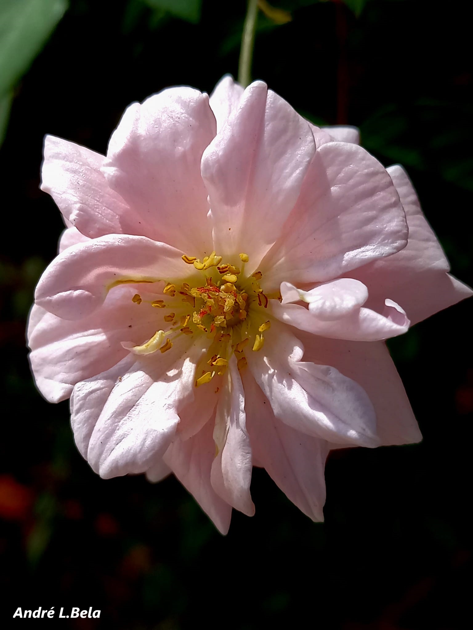 Pink Rose 05052026 Japan LUMIX GX8