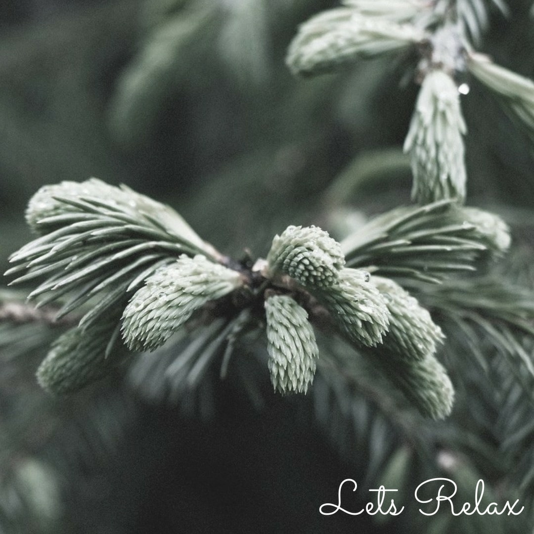 The Aroma Co - The Aromatherapy Company 松木 Pine...