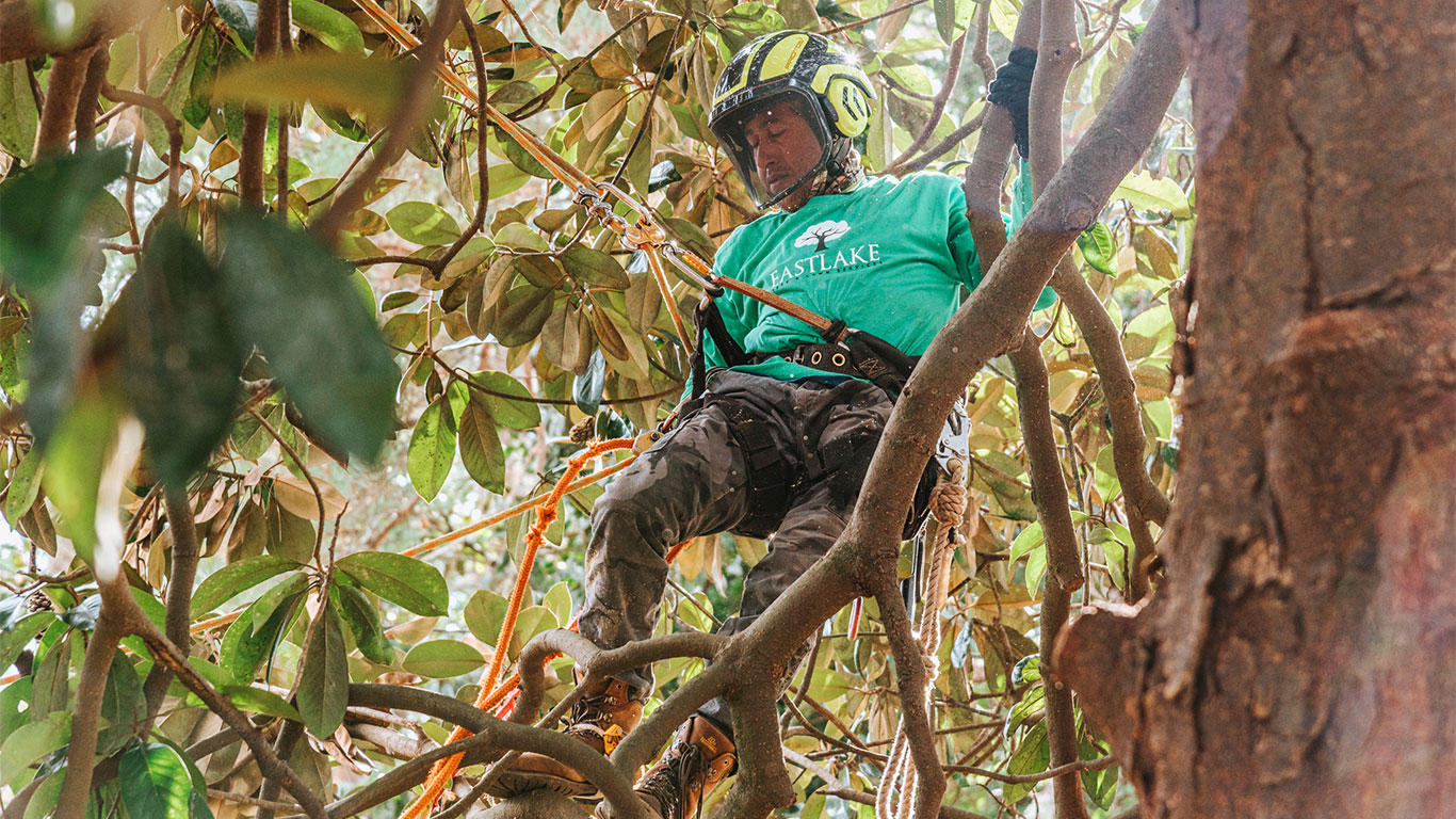 EastLake Tree Services