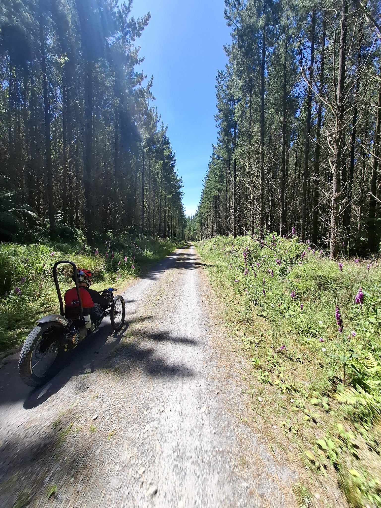 Whakarewarewa Forest Loop Great Ride | Rotorua