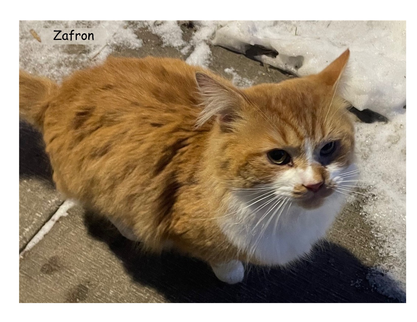 Anxious Cat Rescue Adoption photo
