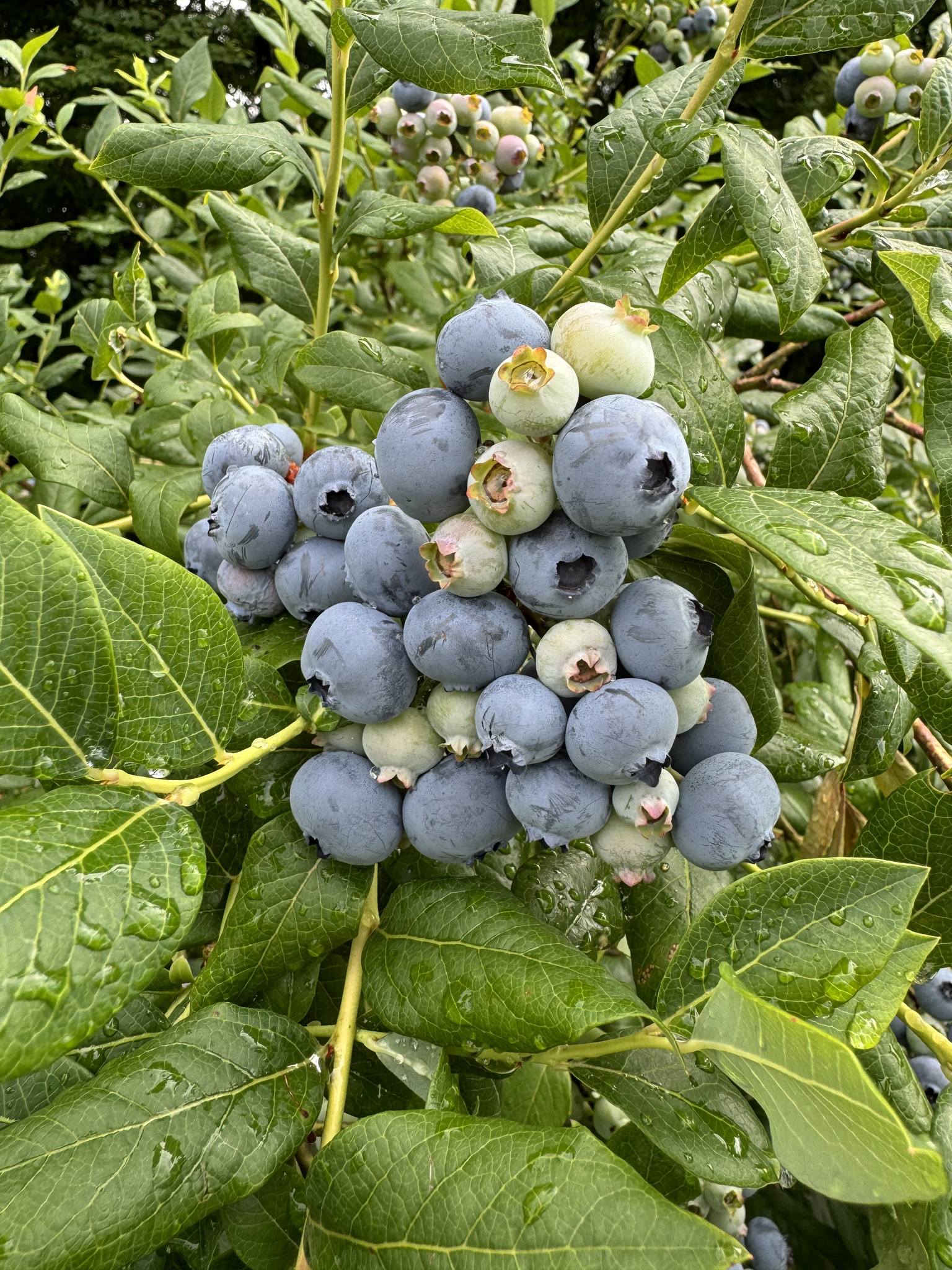 Blueberry Ridge Farm | Fairmont WV