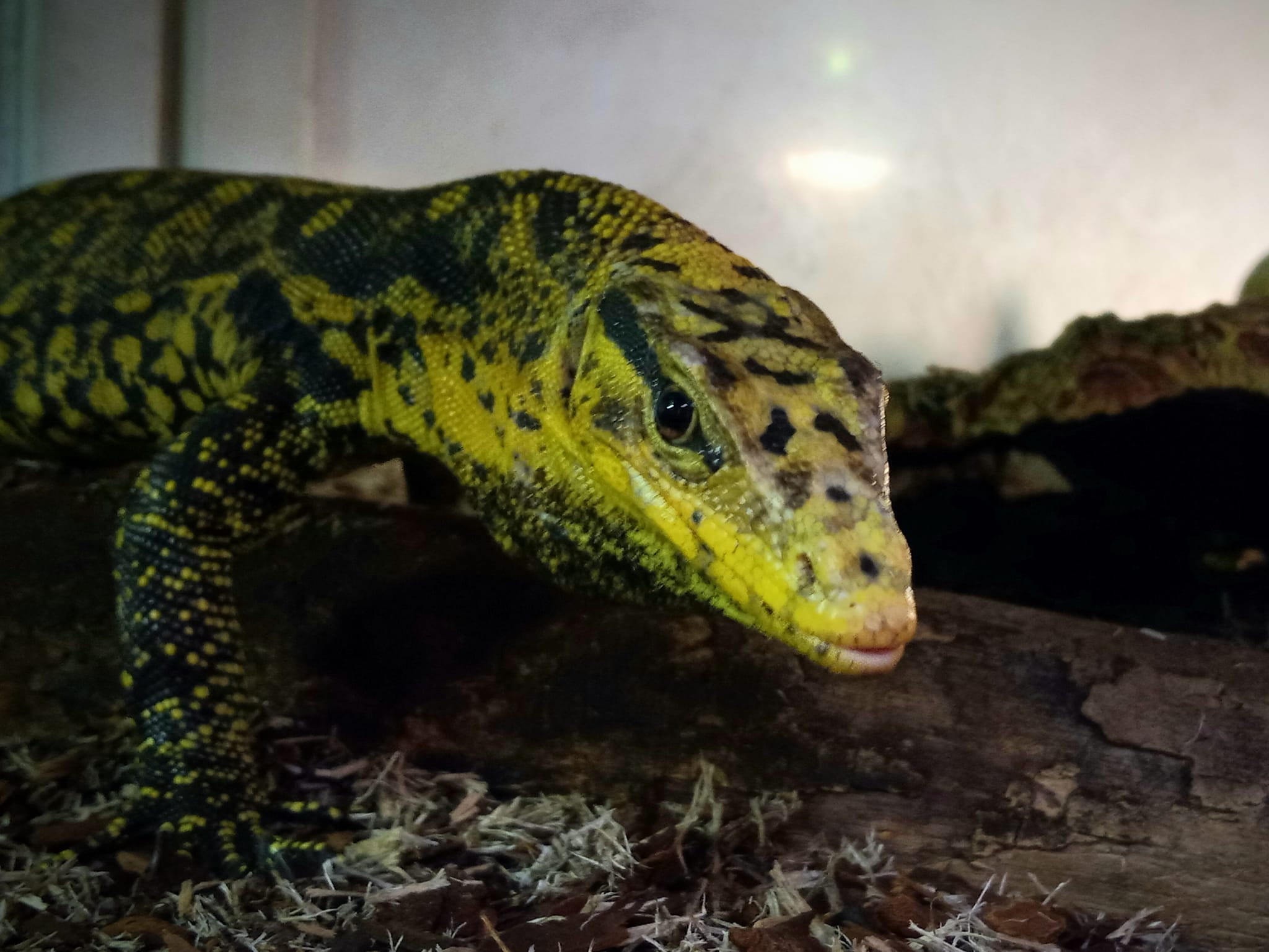 Our Samurai water monitor is... - Twin Cities Reptiles, Inc | Facebook