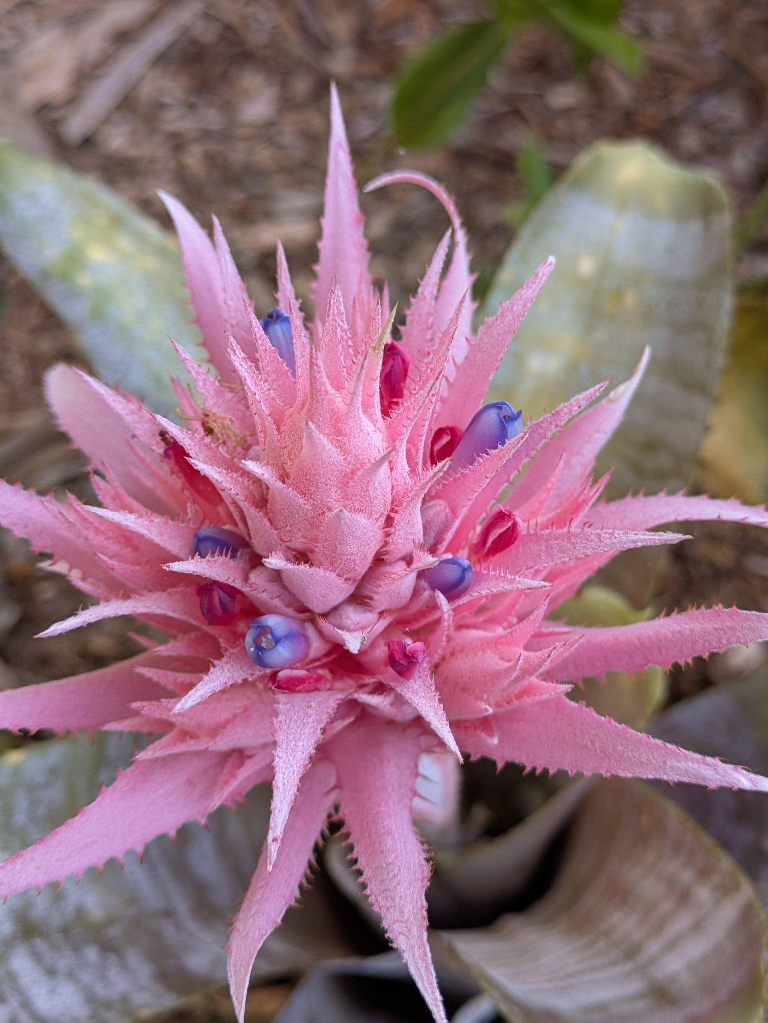 Billbergia 'Prickly Heat' bromeliad colouration