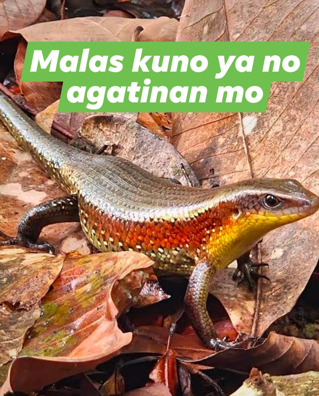 SARAY TAGA PANGASINAN | Antuy tawag da Ed sayan ayep Ed salita tayo🦎 ...