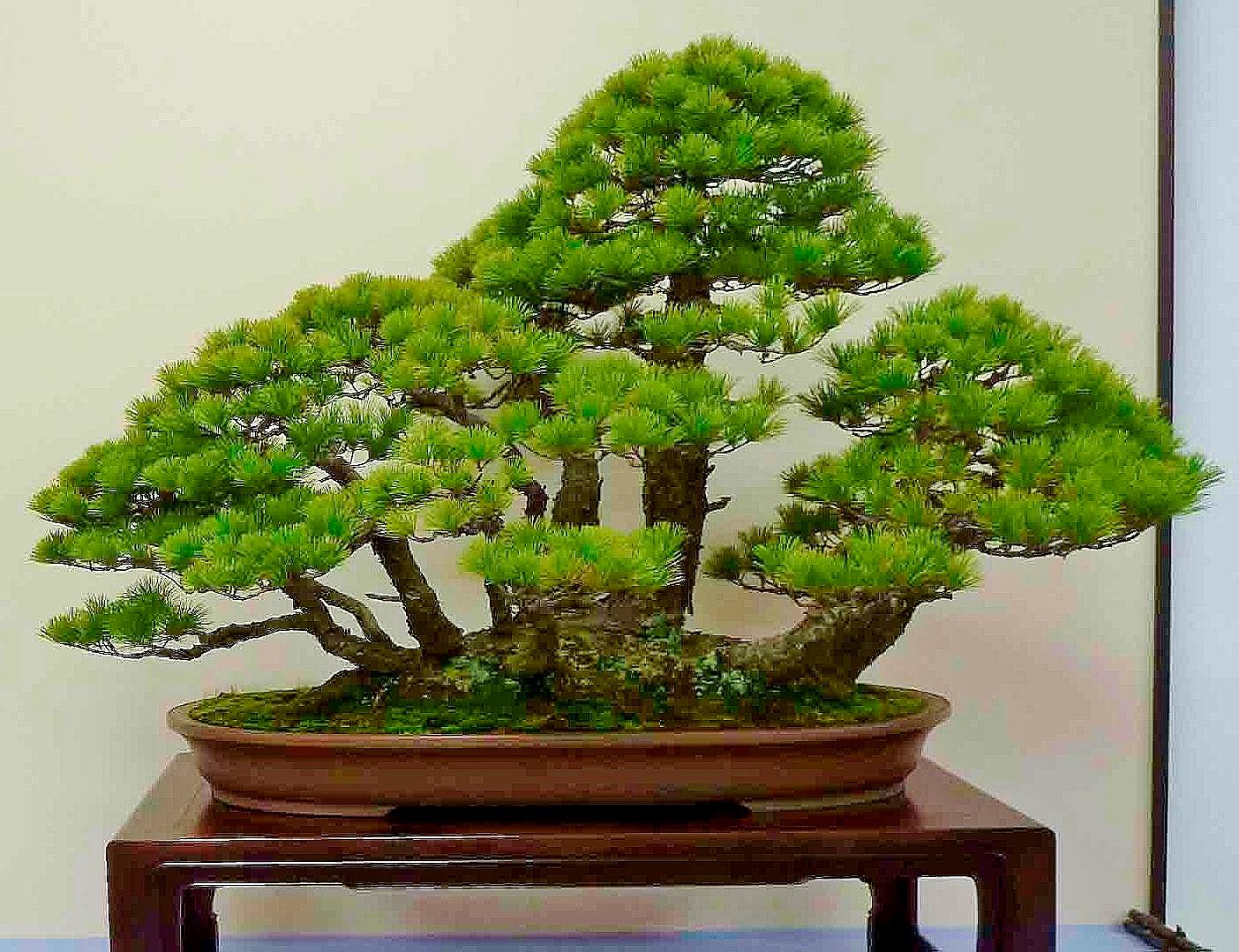 Beautiful twin trunk 💚 Japanese 5-needle pine ^-^ Fujikawa Kouka