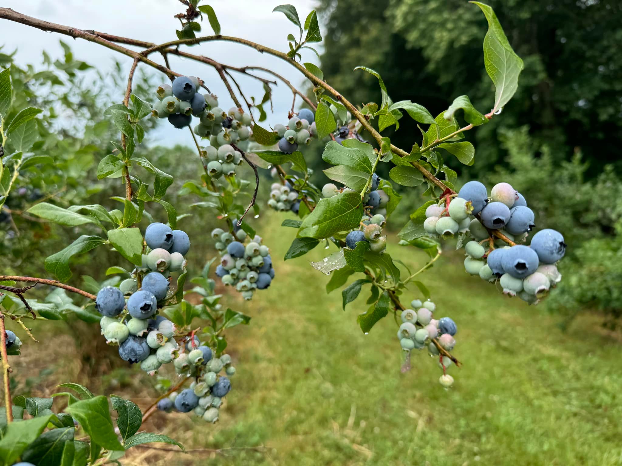Blueberry Ridge Farm | Fairmont WV
