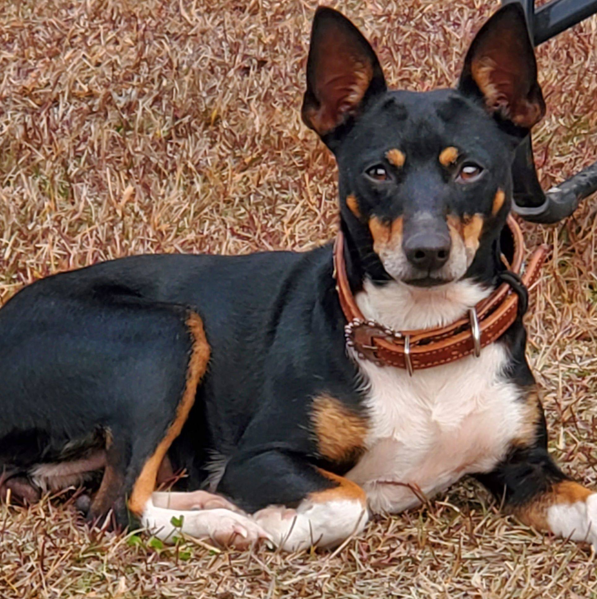 Standard type A , rat terrier pups. 7 weeks old. Saint Amant, Louisiana ...
