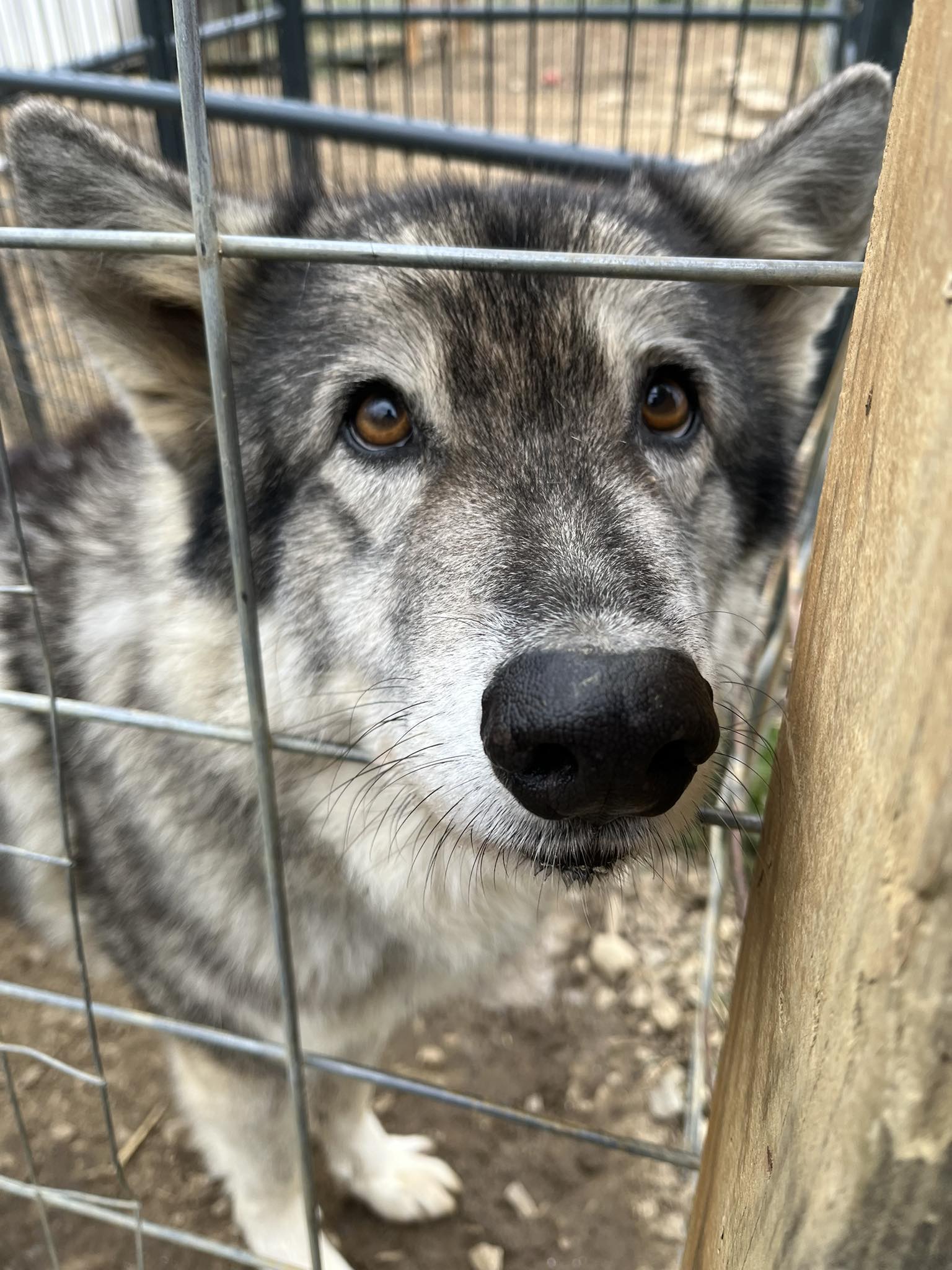 Red... - Red Riding Hood Rescue Project - a wolfdog rescue