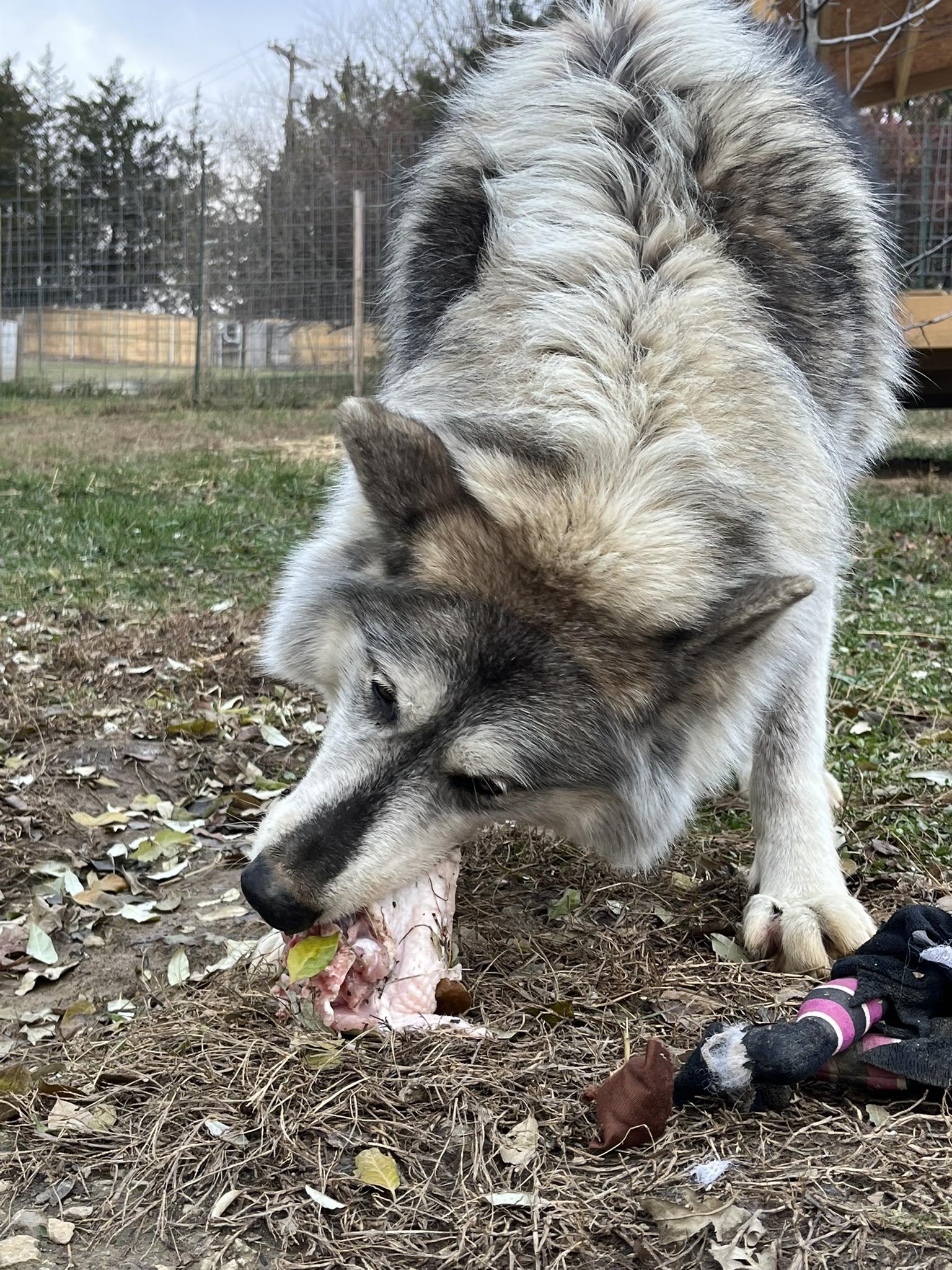 Red... - Red Riding Hood Rescue Project - a wolfdog rescue