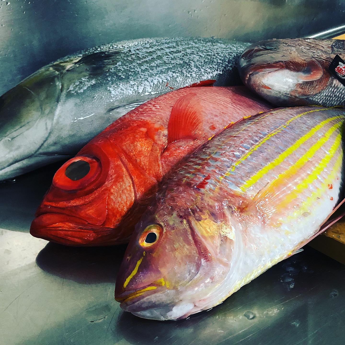 Kampai Alley - Colorful fish make colorful...
