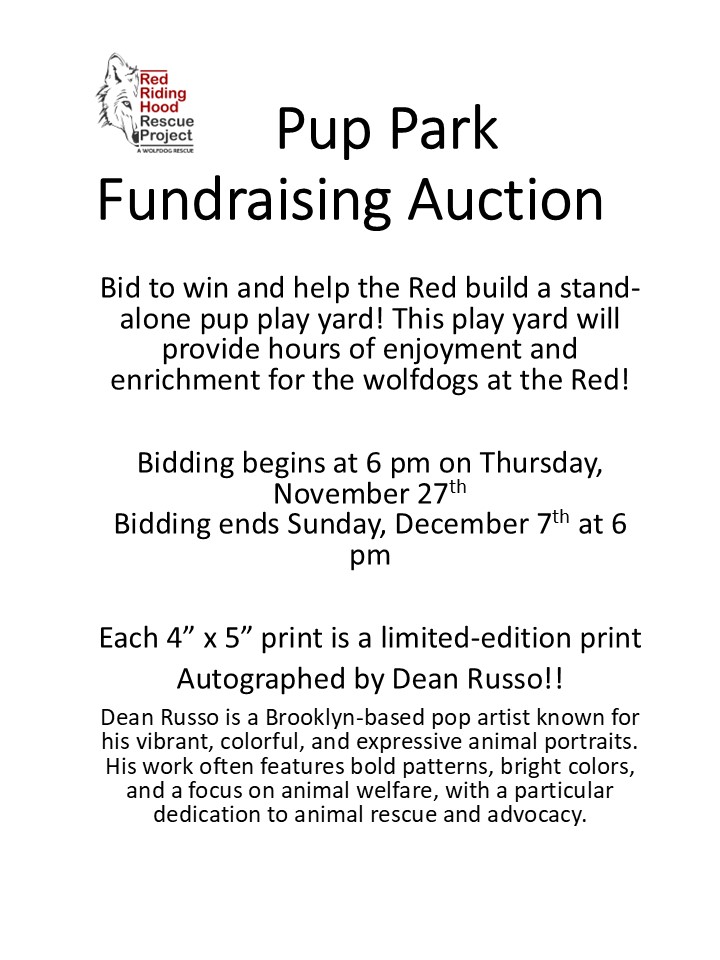 Red Riding Hood Rescue Project - a wolfdog rescue | Middletown OH