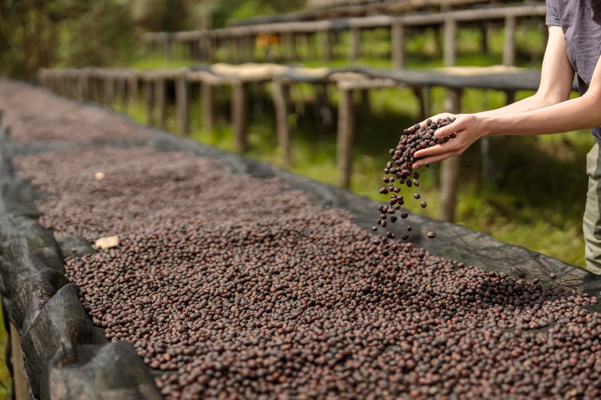 Coffee - Did you know? The natural coffee processing method is one of ...