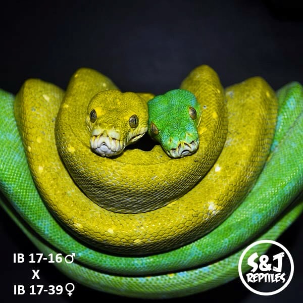 Green tree python snuggle puddle at... - The Reptile Report