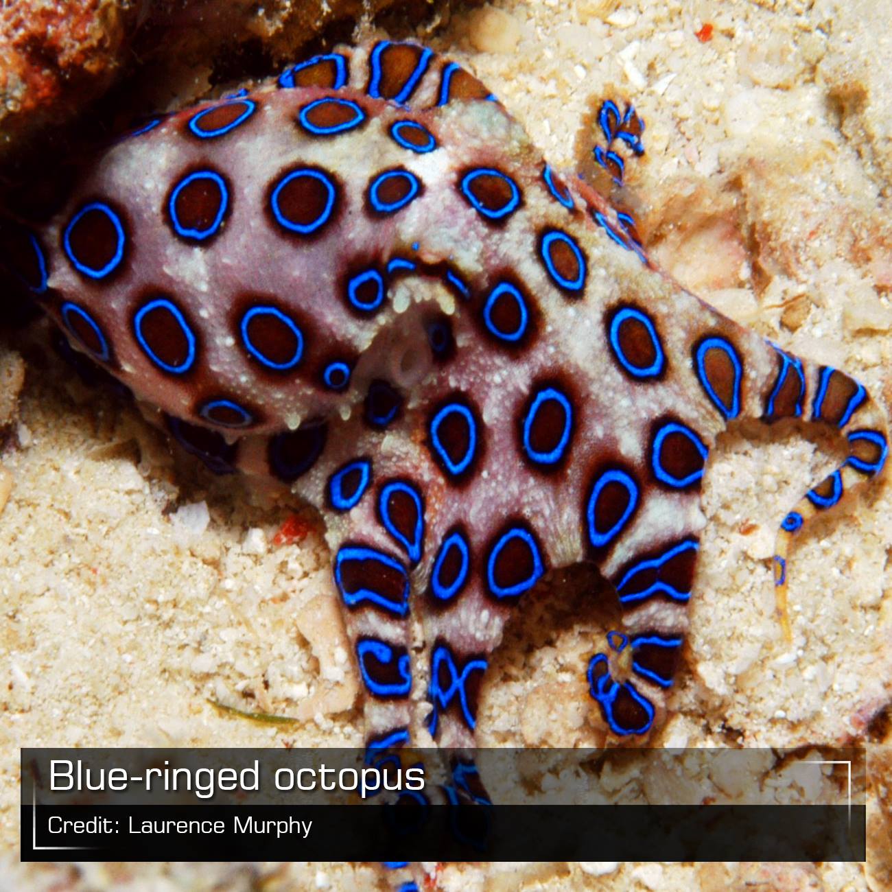 Hashem Al-Ghaili - Blue-ringed octopuses are among the deadliest ...