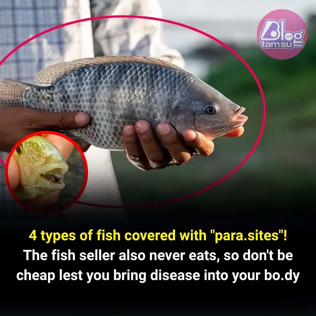 Blogtamsu - Beware of 4 types of fish commonly infested with parasites ...