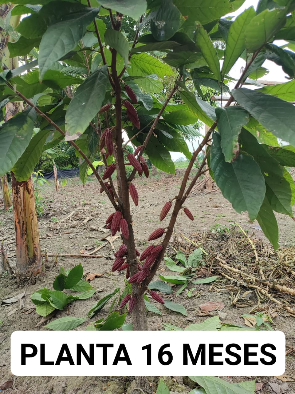 Plantas de Cacao Injerto CCN 51 y Ramilla | Ventanas