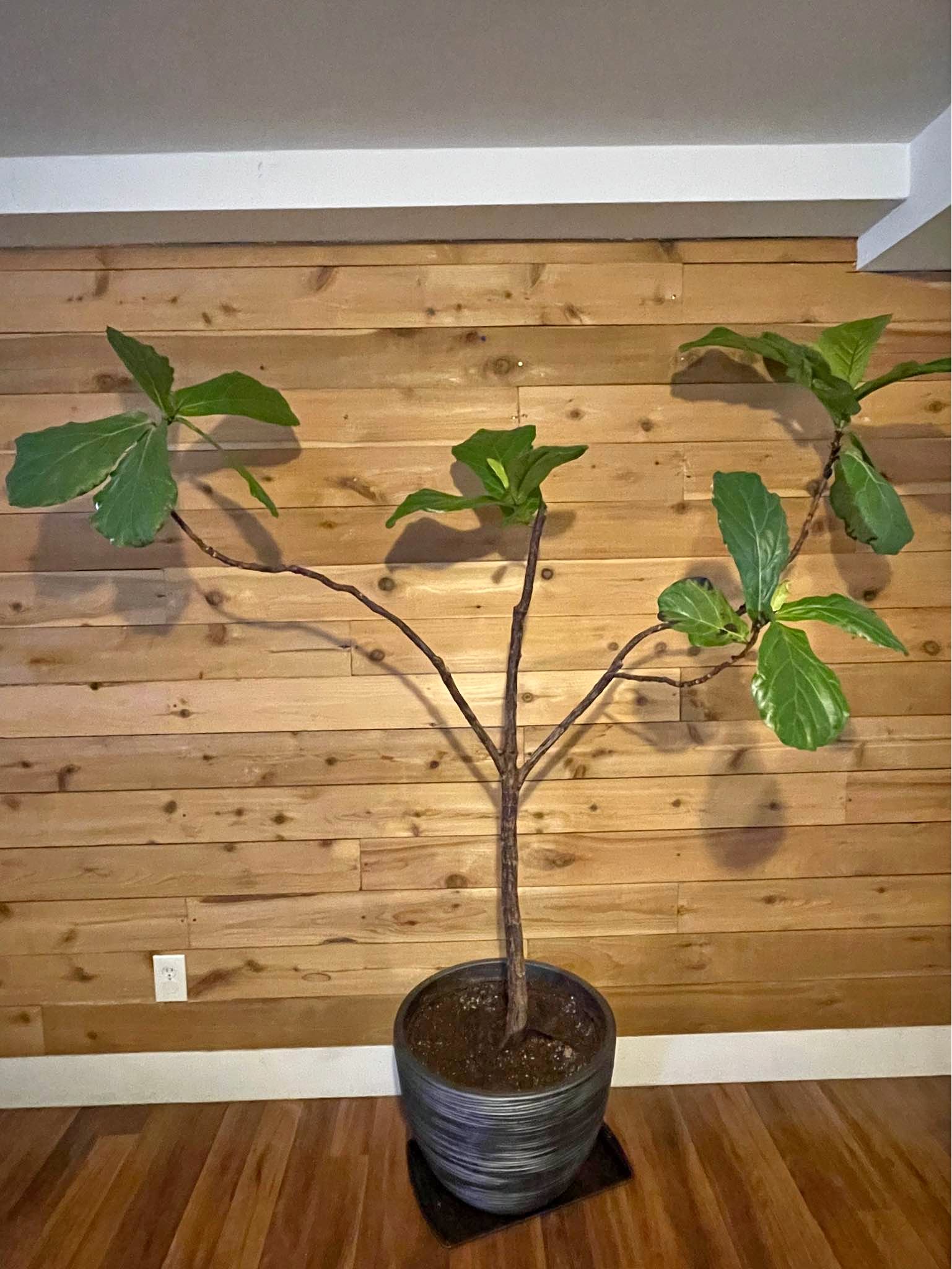 Free fiddle leaf tree - Plants & Seedlings - Seattle, Washington ...