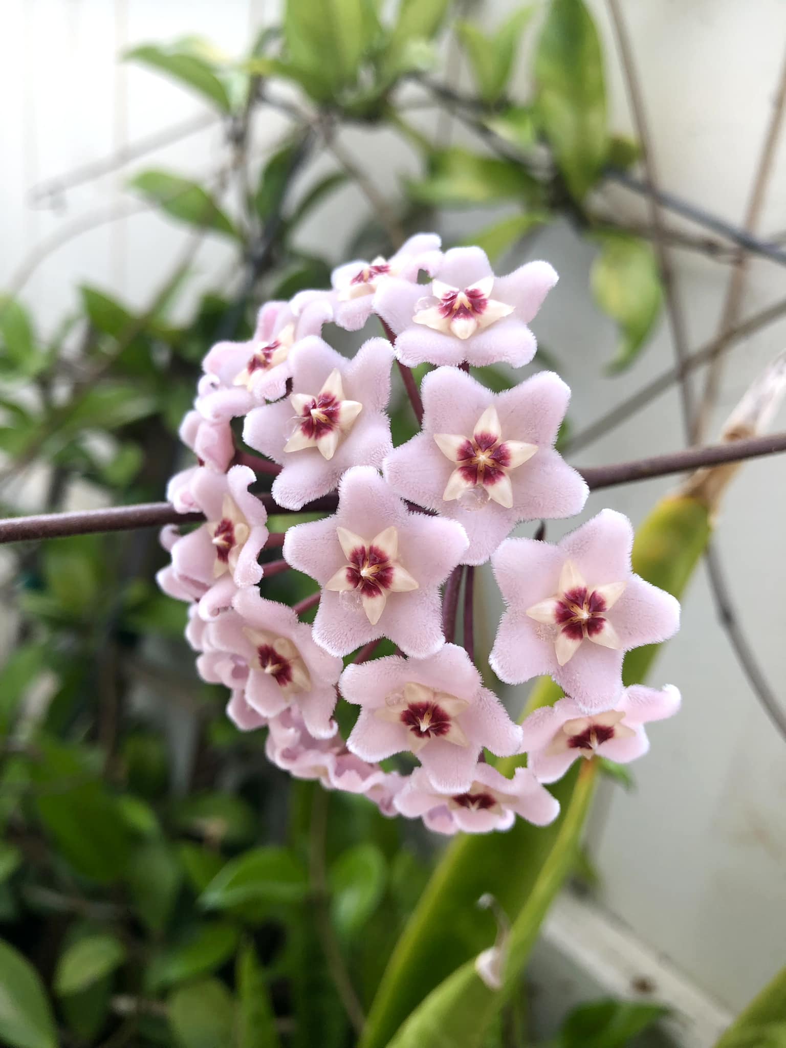 Happy​ Saturday​ everyone Hoya​ glabra​ alex
