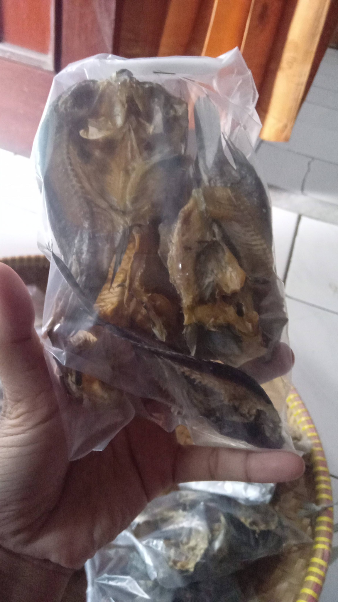 WARGA Rawa sapi/pengasinan/babakan/JATI | Ayam bangkok jago 135 dah di ...
