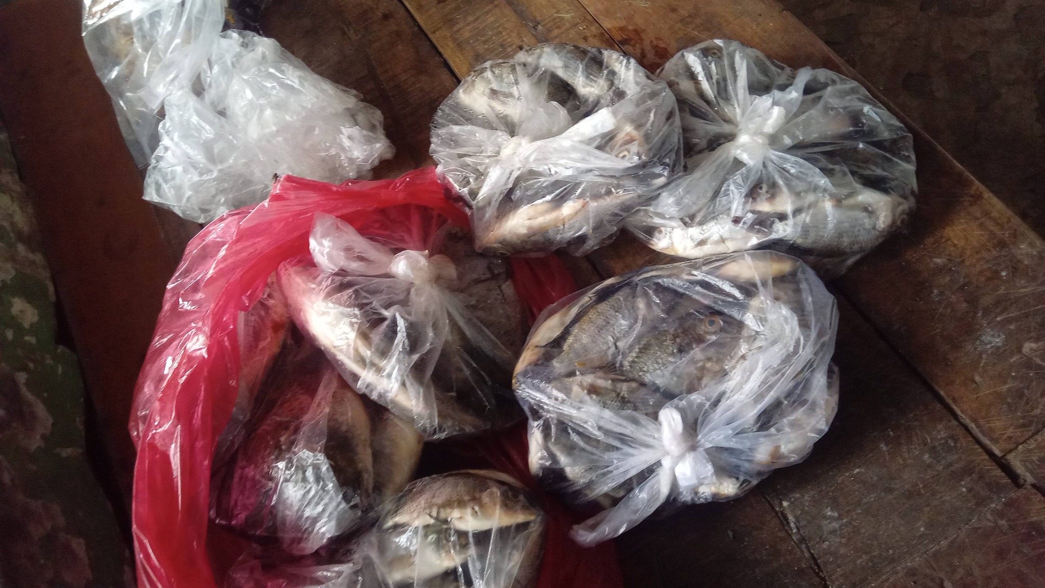 WARGA Rawa sapi/pengasinan/babakan/JATI | Ayam bangkok jago 135 dah di ...