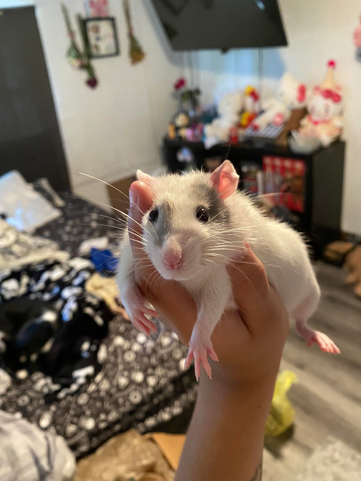 Moonstone Mischief Rattery | Titusville FL