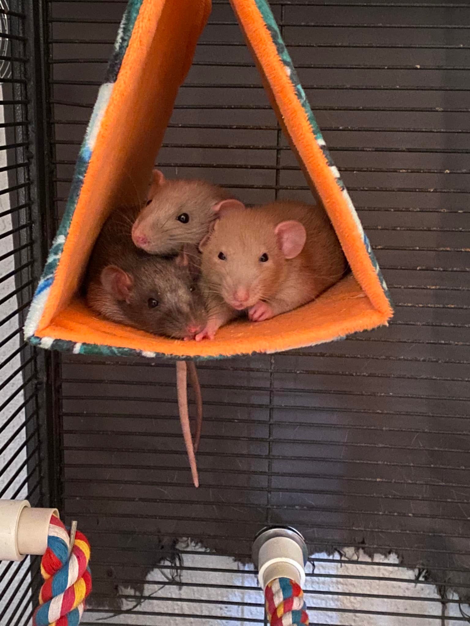 Moonstone Mischief Rattery | Titusville FL
