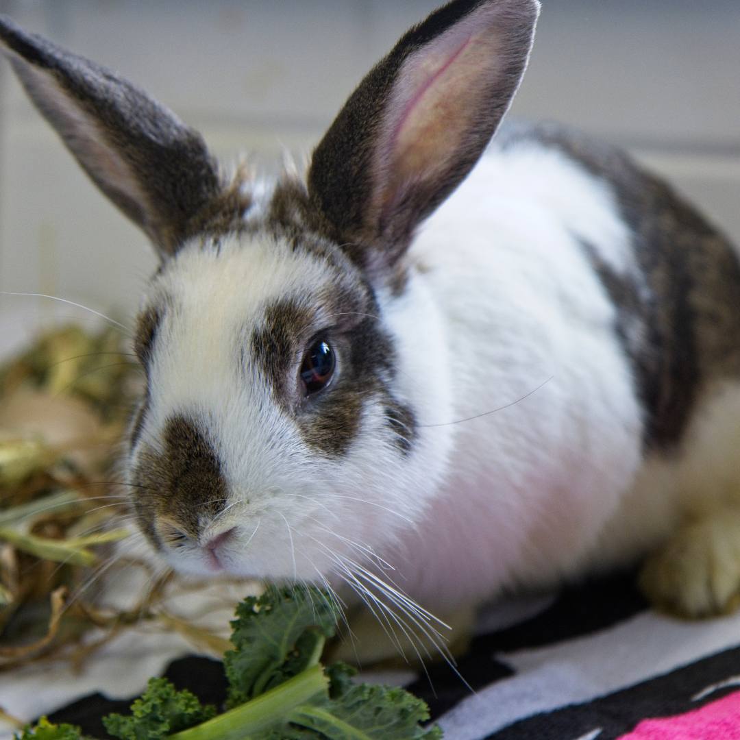 Our new Rabbit Handbook is out and... - RSPCA South Australia
