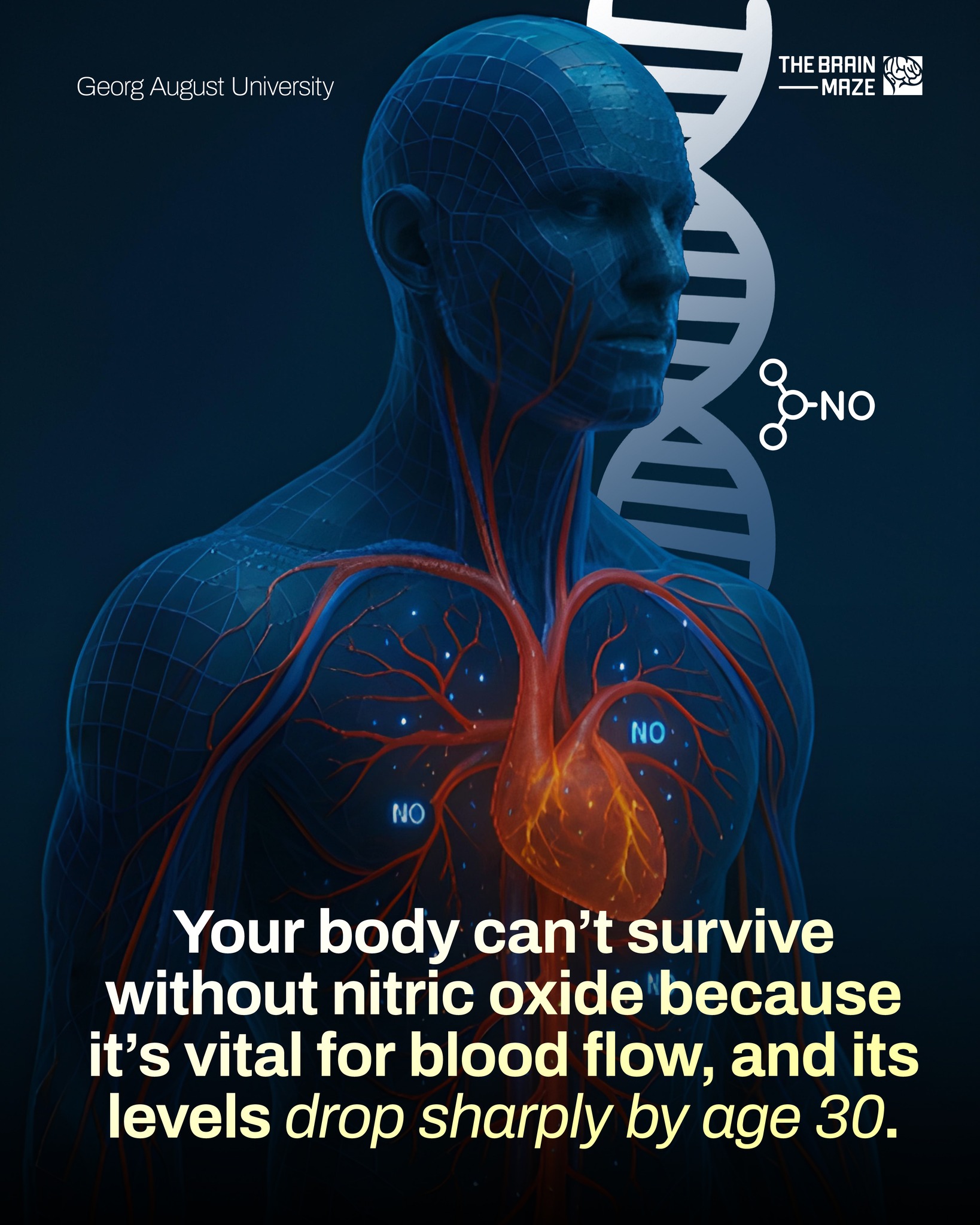 The Brain - Nitric oxide (NO) is a vital molecule your body relies on ...