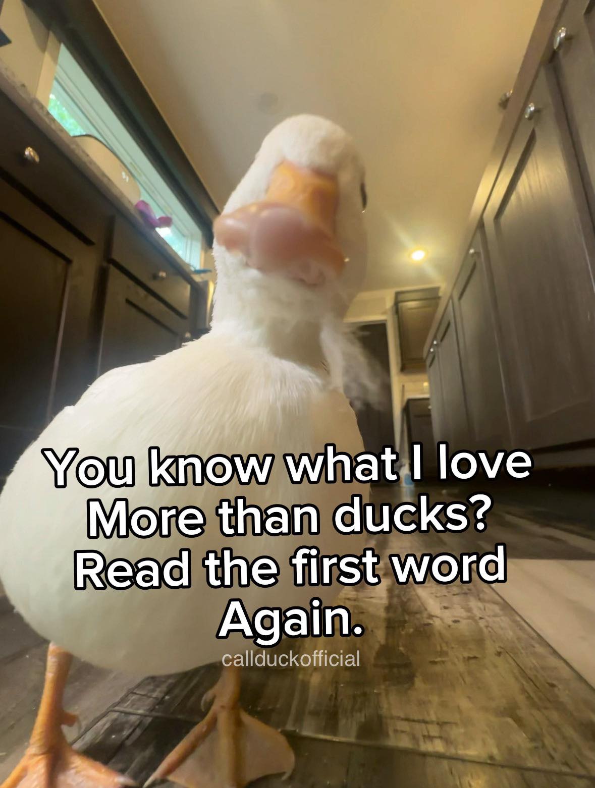 Callduckoffical - Duck rizz | Facebook