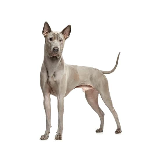 Asian SEA Story - Dog Breeds Originating in SEA!🧡🐶🧡... | Facebook