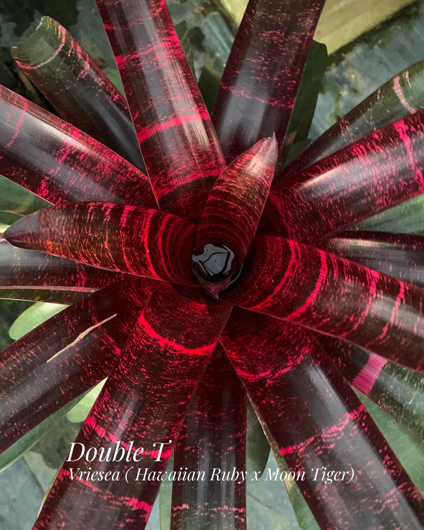 ブロメリア・エアープランツ Vriesea Dream Catcher x Hawaian Ruby Vriesea Dream catcher x Hawaiian Ruby .