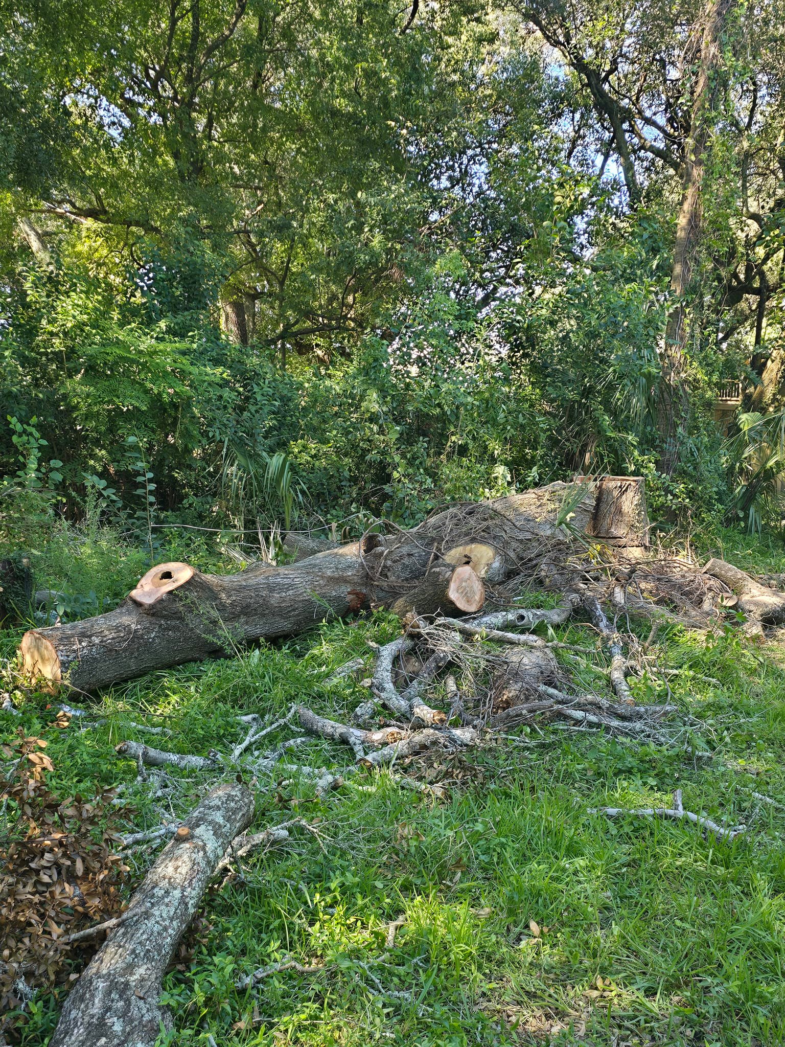 Precision Cut Trees And Stumps llc