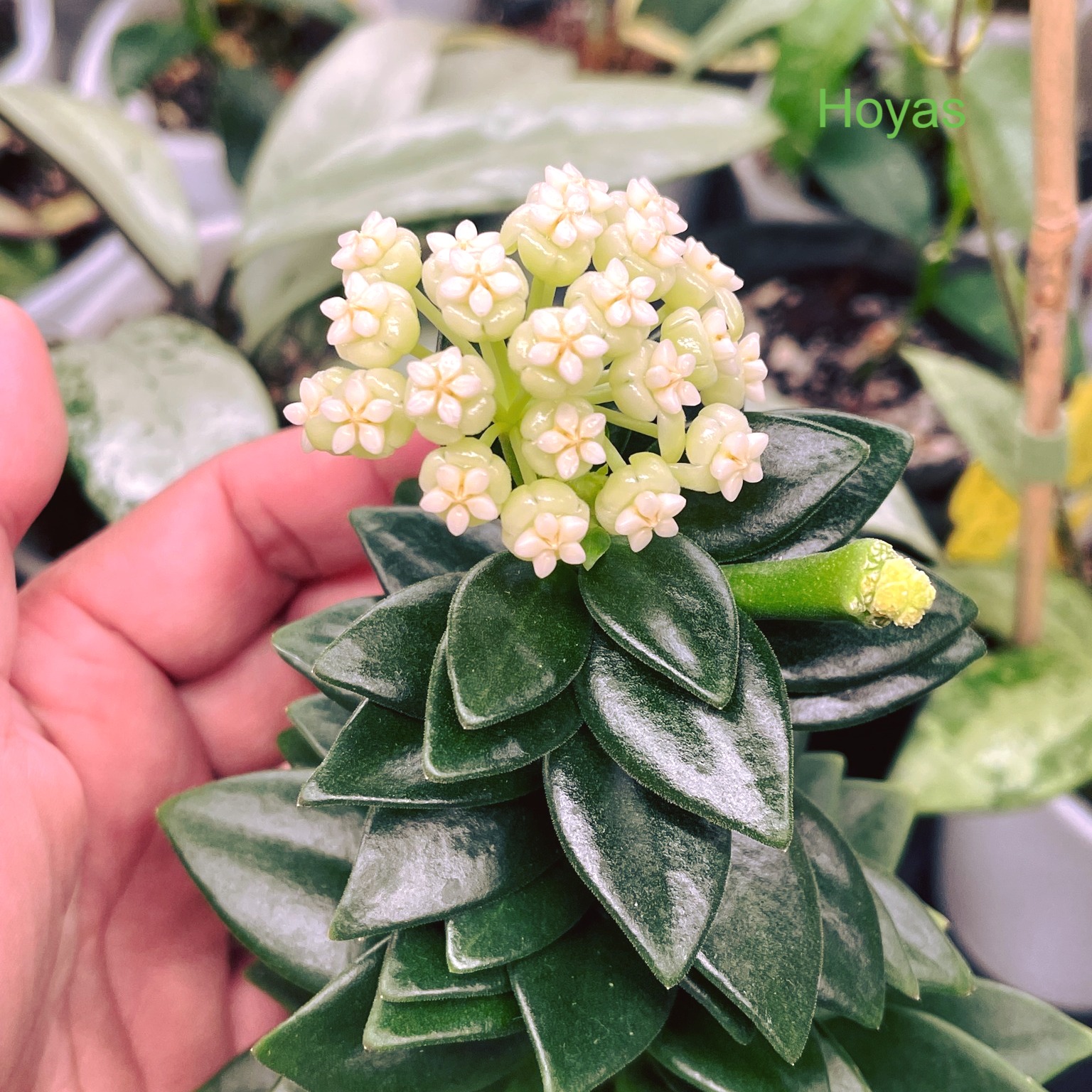 Hoya pachyclada snow lotus bloom