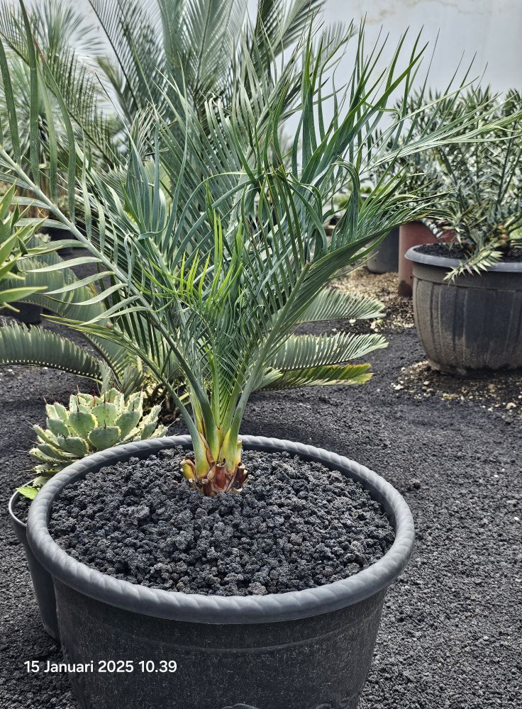 Macrozamia macdonnellii