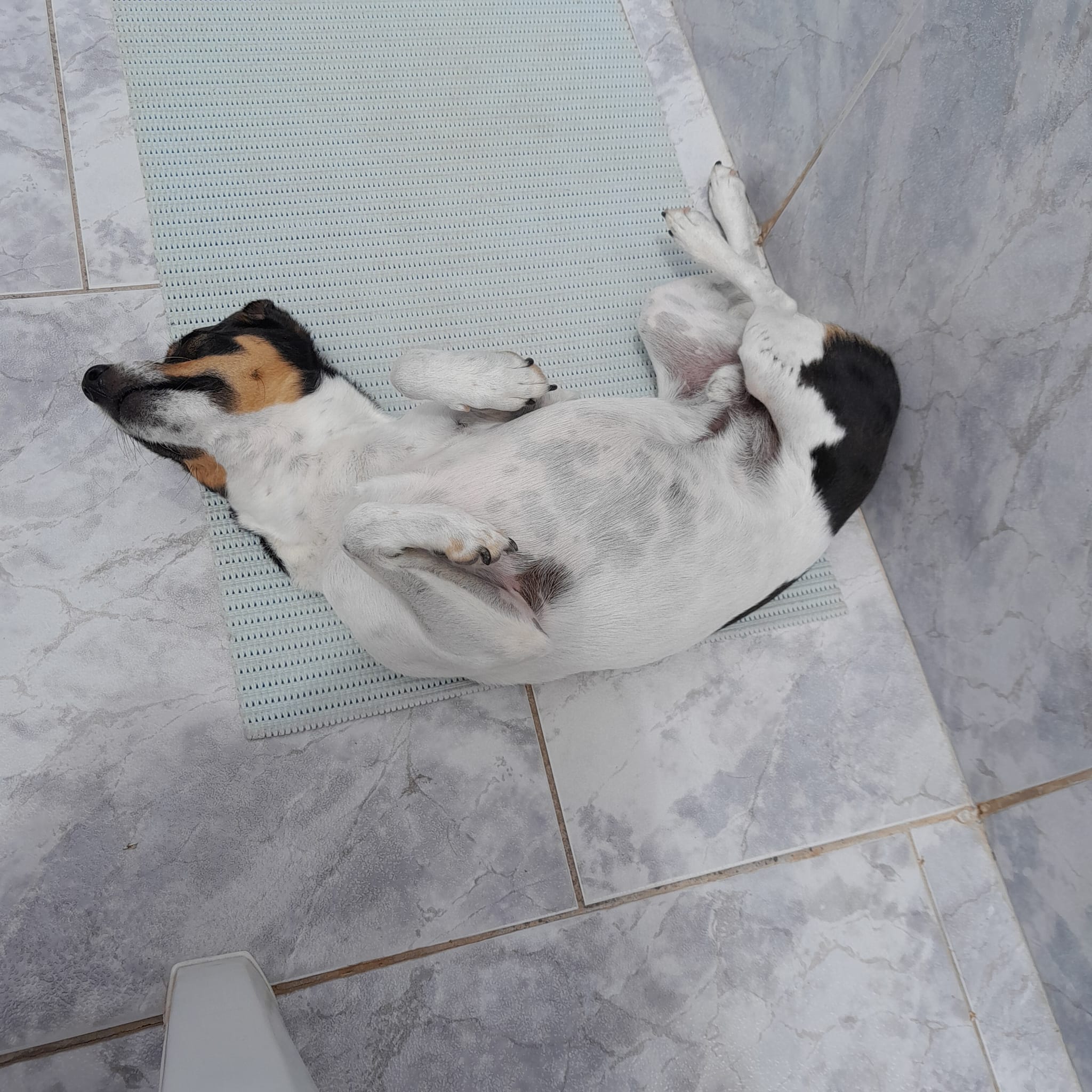 Apama Nature - TOFFEE! ¡El perro que enfrenta la... | Facebook